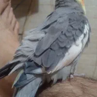 عروس هلندی  نر