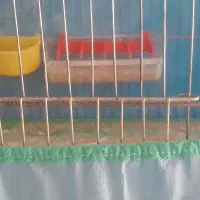 قفس پرنده با کلی وسایل توش(باب جوجه رنگی عید)