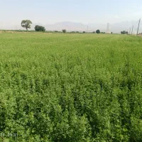 یونجە