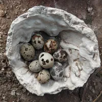 تخم بلدرچین نطفه دار و خوراکی