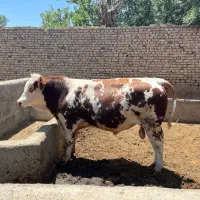 خرید و فروش گاو داشتی و گوشتی افتاده