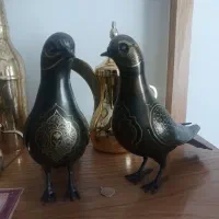 کبوتر نقره کوب