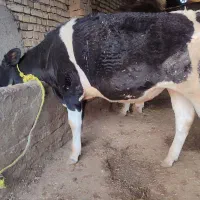 ۲راس گوساله نر