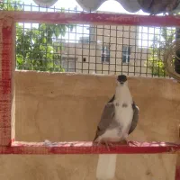 دمگیر