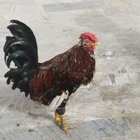 خروس چهل تاج