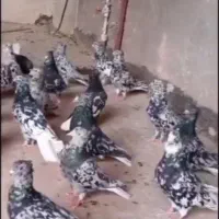 کبوتر سرور هفت رنگ