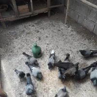 کبوتر پروازی