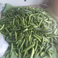 خیار شوری خوش طمع  استانه