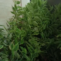 گل ستون فقرات شیطان غیر عادی با رشد