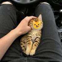 بچه گربه