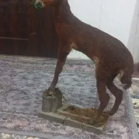 مجسمه  دکوری کلکسیونی
