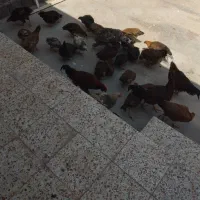 مرغ‌وخروس‌