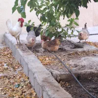 حیوان خانگی
