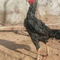 مرغ و خروس لاری آبپخش