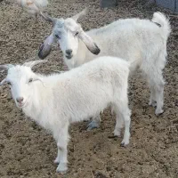 کهره نر
