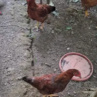 ۲ خروس