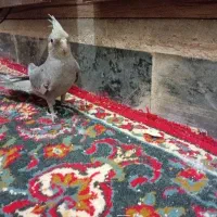 عروس هلندی  سخنگو