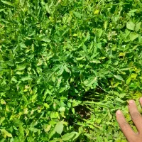 نهال گوجه فرنگی