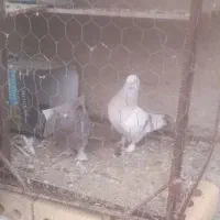 کبوتر