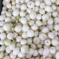 خریدار پیاز غده تضمینی