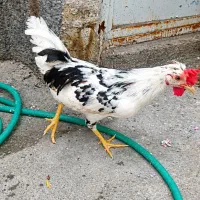 خروس گلین لری