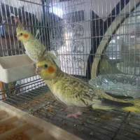 قناری عروس هلندی کوتوله