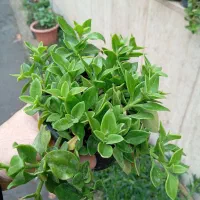 ناز فرانسوی و ناز گوشتی قیمت عالی