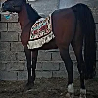 اسب ترکی