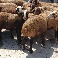گوسفند ماده
