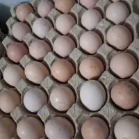 پخش و تولید تخم بومی