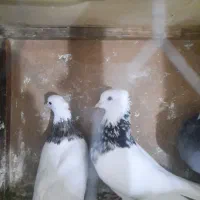 توقی وقزوینی