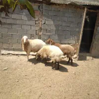 فروش ۳عددبره نرحدود۵۰کیلویی