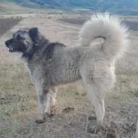 سگ نژاد خوب بزرگ وخوش هیکل
