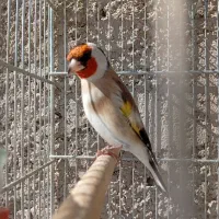 سهره چهارگل
