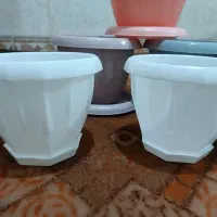 گلدان|گل و گیاه طبیعی|زابل, |دیوار