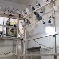 بارجدید کبوتر رسید