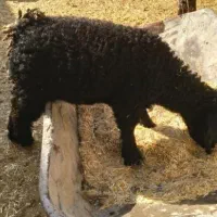 بزغاله شیری ماده