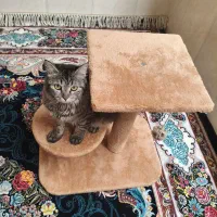 گربه|گربه|شیراز, فرگاز|دیوار