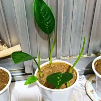 گل دیفن باخیا