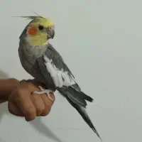 ۲ تا عروس هلندی نر سخنگو