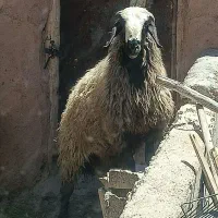 قوچ اصیل شال