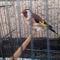 سهره نر