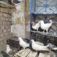 کبوتر|پرنده|کرج, گلدشت|دیوار