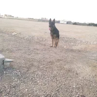 سگ ژرمن شپرد