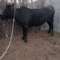 گوساله چاق