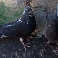 پرنده
