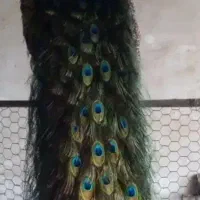 طاووس بالغ نر و ماده