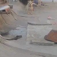 واگذاری یک پاکوتاه خوشگل نر