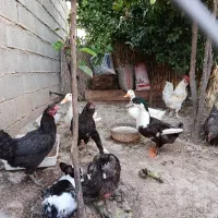اردک