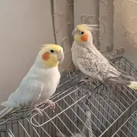 عروس هلندی جفت با وسایل